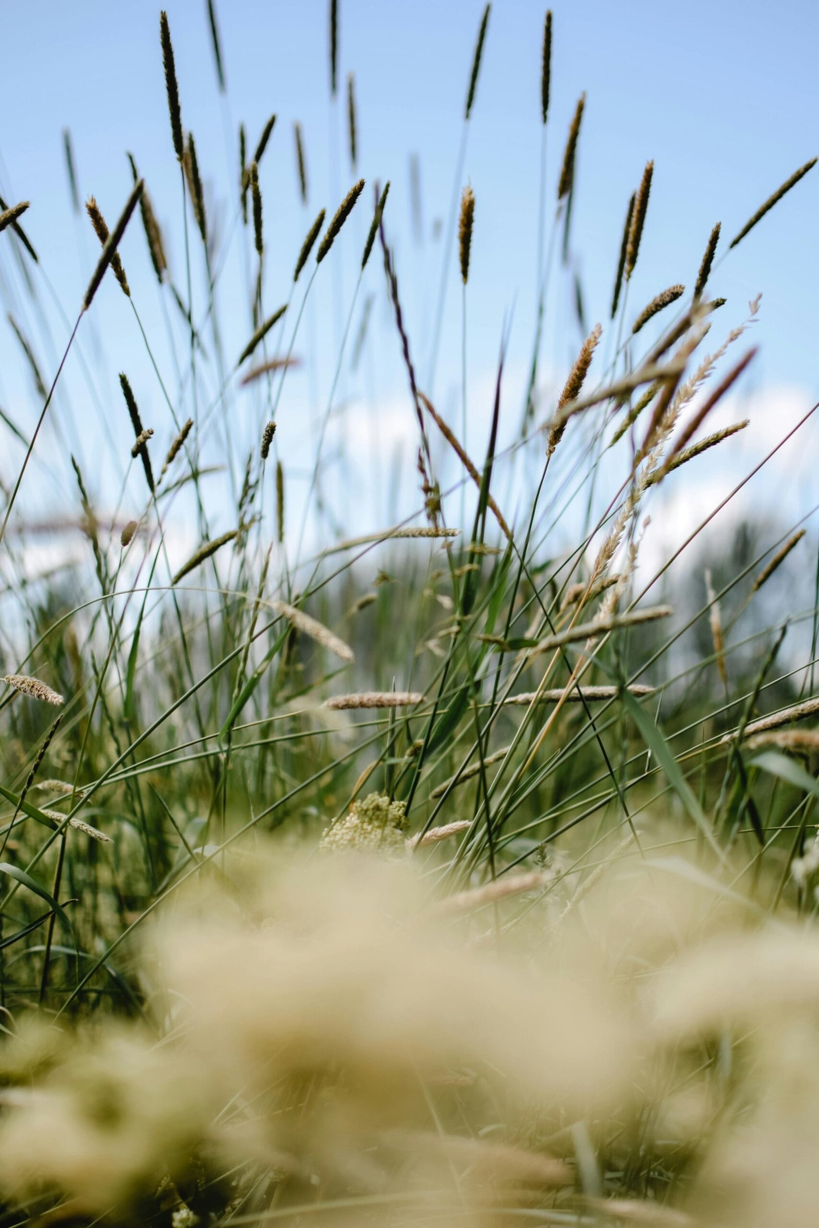 Boreal Alopecurus overtaking your lawn