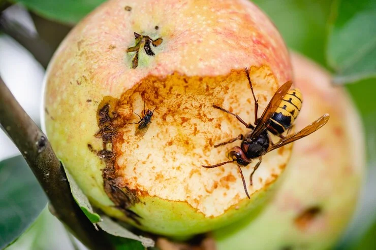 How to Get rid of Fruit Flies