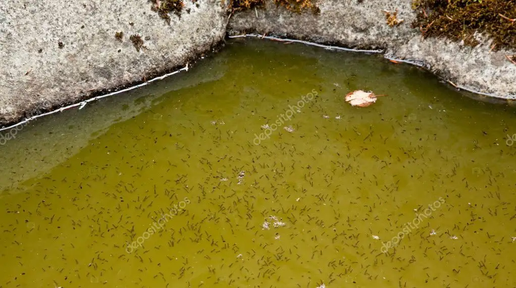 How to get rid of Mosquito larvae in Pond 