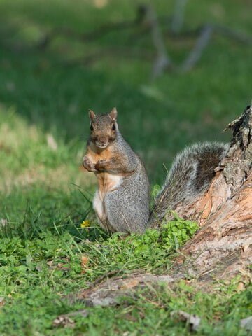 Get Rid of Ground Squirrel