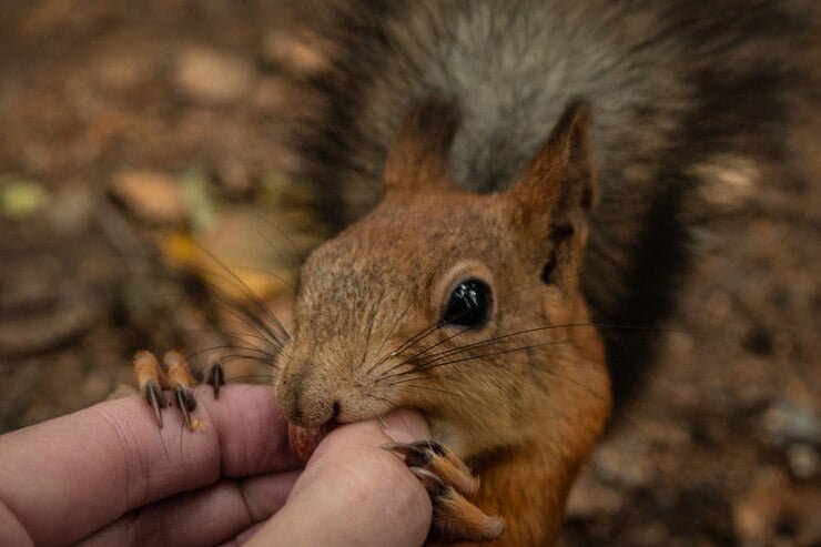 Monitoring and Maintenance of Ground Squirrel