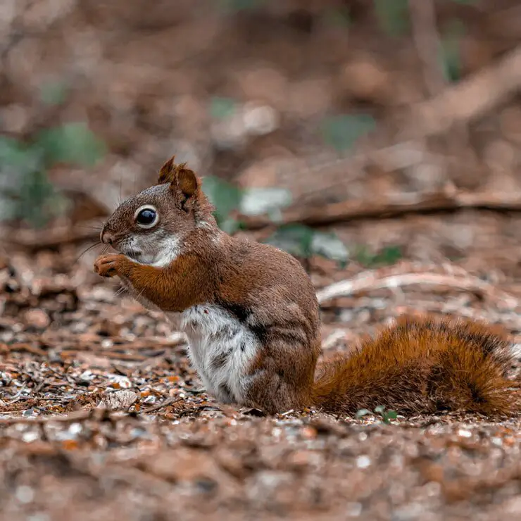 How to Get Rid of Ground Squirrel