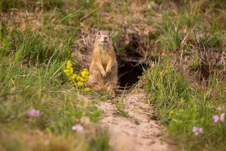 How to Get Rid of Ground Squirrel