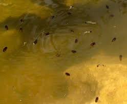 How to get rid of Mosquito larvae in Pond