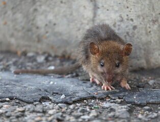 How to get rid of Rats in walls