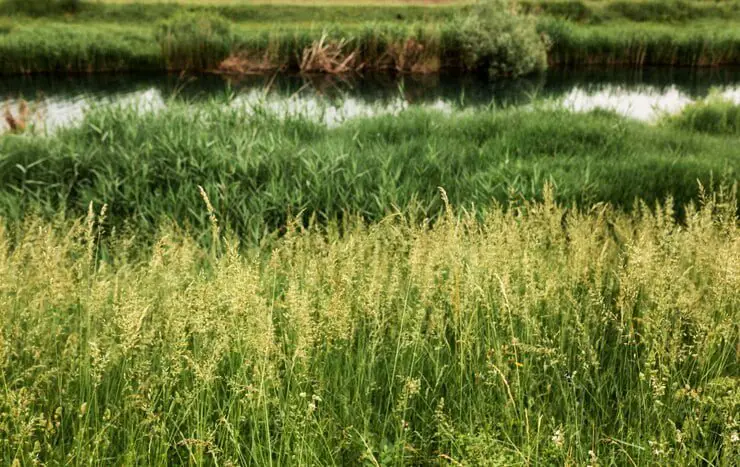 How to Get rid of boreal alopecurus taking over my lawn