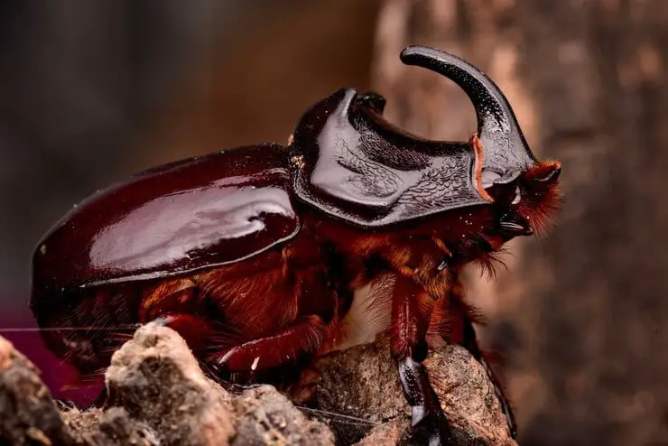 to Get Rid of Boxelder Bugs