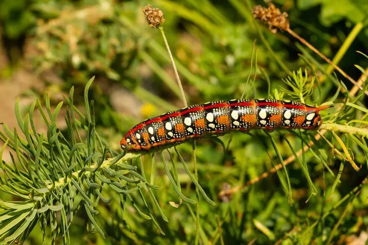 to Get Rid of Boxelder Bugs