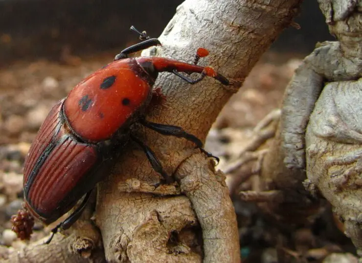 to Get Rid of Boxelder Bugs