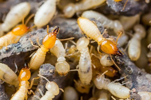 How Get Rid of White Ants termites