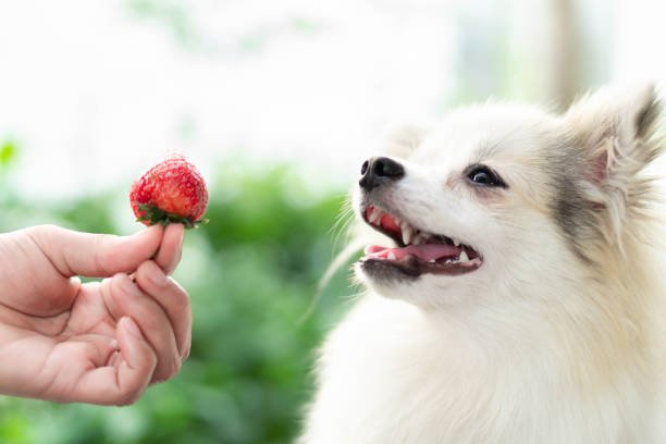 Can Dogs and Puppies Eat Strawberries