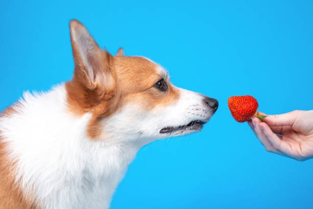 Puppies Eat strawberries Dogs Eat strawberries