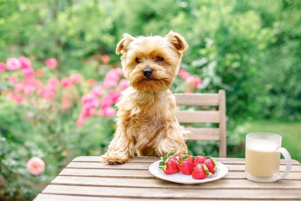 Can Puppies eat strawberries