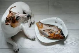 Cooked salmon for dogs