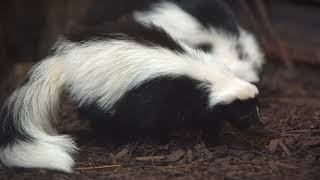 Get Rid of Skunk odor