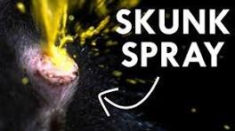 Skunk Odor
Skunk Smell